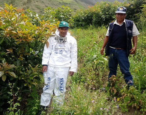 SENASA mantiene bajo control plaga de langostas en KishuarÃ¡
